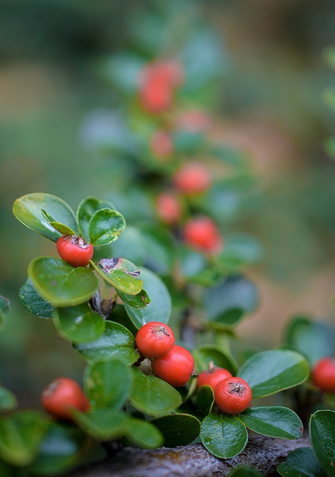 Pyracantha crenulata